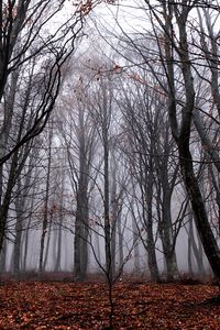 Preview wallpaper trees, fog, forest, autumn, foliage, fallen