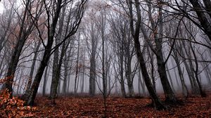 Preview wallpaper trees, fog, forest, autumn, foliage, fallen