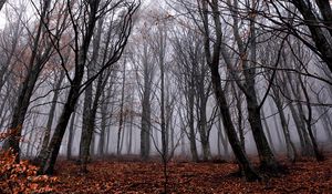 Preview wallpaper trees, fog, forest, autumn, foliage, fallen