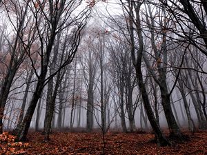 Preview wallpaper trees, fog, forest, autumn, foliage, fallen