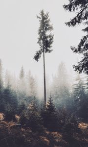 Preview wallpaper trees, fog, forest, pines, conifer