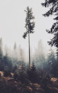 Preview wallpaper trees, fog, forest, pines, conifer