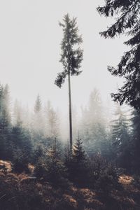 Preview wallpaper trees, fog, forest, pines, conifer