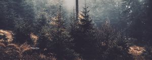 Preview wallpaper trees, fog, forest, pines, conifer