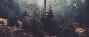 Preview wallpaper trees, fog, forest, pines, conifer