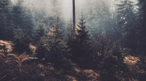 Preview wallpaper trees, fog, forest, pines, conifer
