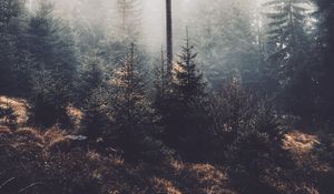 Preview wallpaper trees, fog, forest, pines, conifer