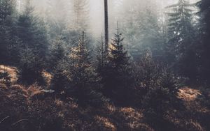 Preview wallpaper trees, fog, forest, pines, conifer