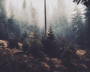 Preview wallpaper trees, fog, forest, pines, conifer