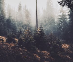 Preview wallpaper trees, fog, forest, pines, conifer