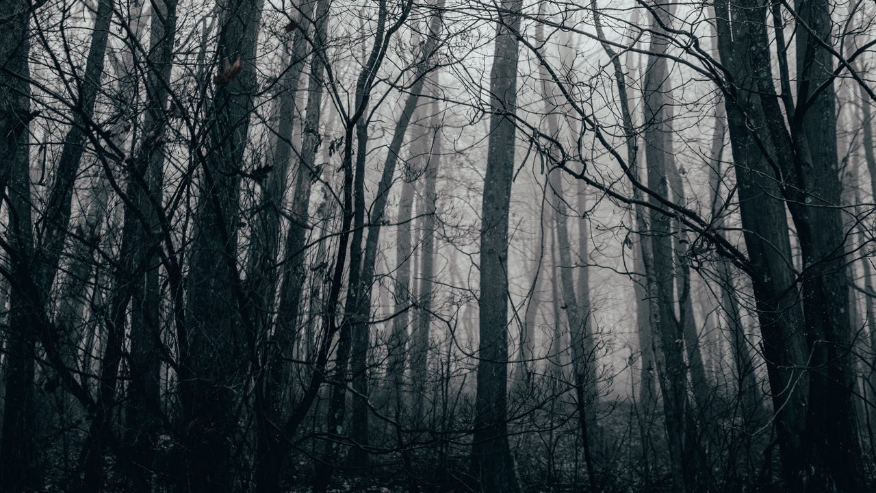 Wallpaper trees, fog, forest, autumn hd, picture, image