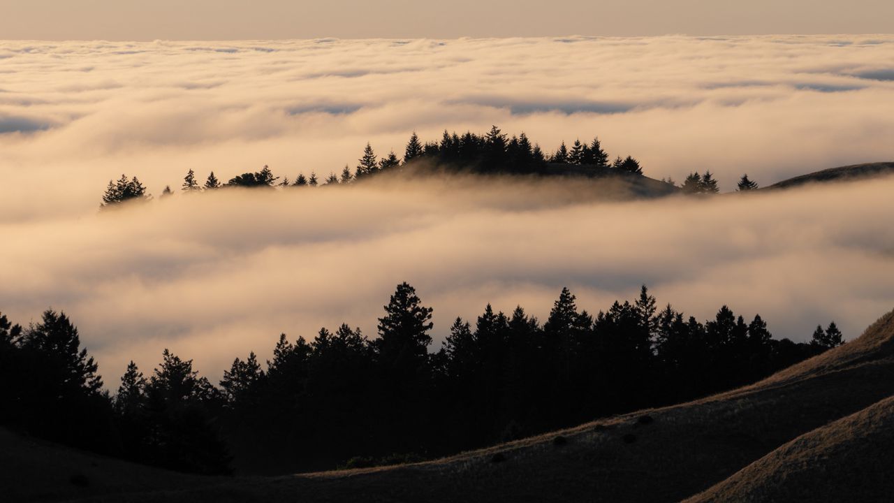 Wallpaper trees, fog, forest, clouds, sky
