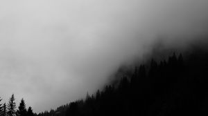 Preview wallpaper trees, fog, forest, bw, black