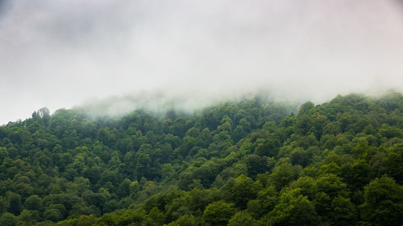 Wallpaper trees, fog, forest, sky