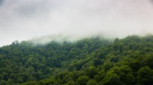 Preview wallpaper trees, fog, forest, sky