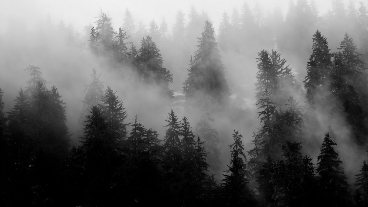 Wallpaper trees, fog, forest, nature, black and white hd, picture, image