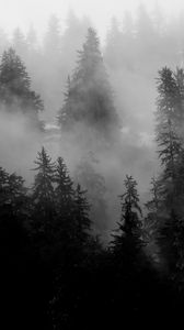 Preview wallpaper trees, fog, forest, nature, black and white