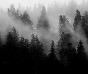 Preview wallpaper trees, fog, forest, nature, black and white