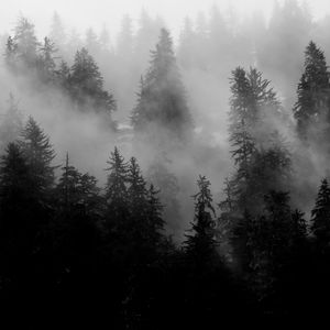Preview wallpaper trees, fog, forest, nature, black and white
