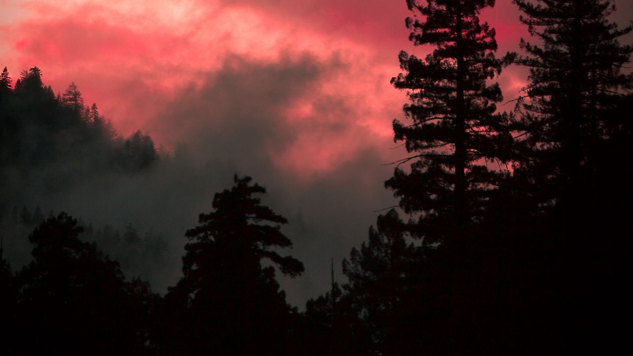 Wallpaper trees, fog, forest, dark