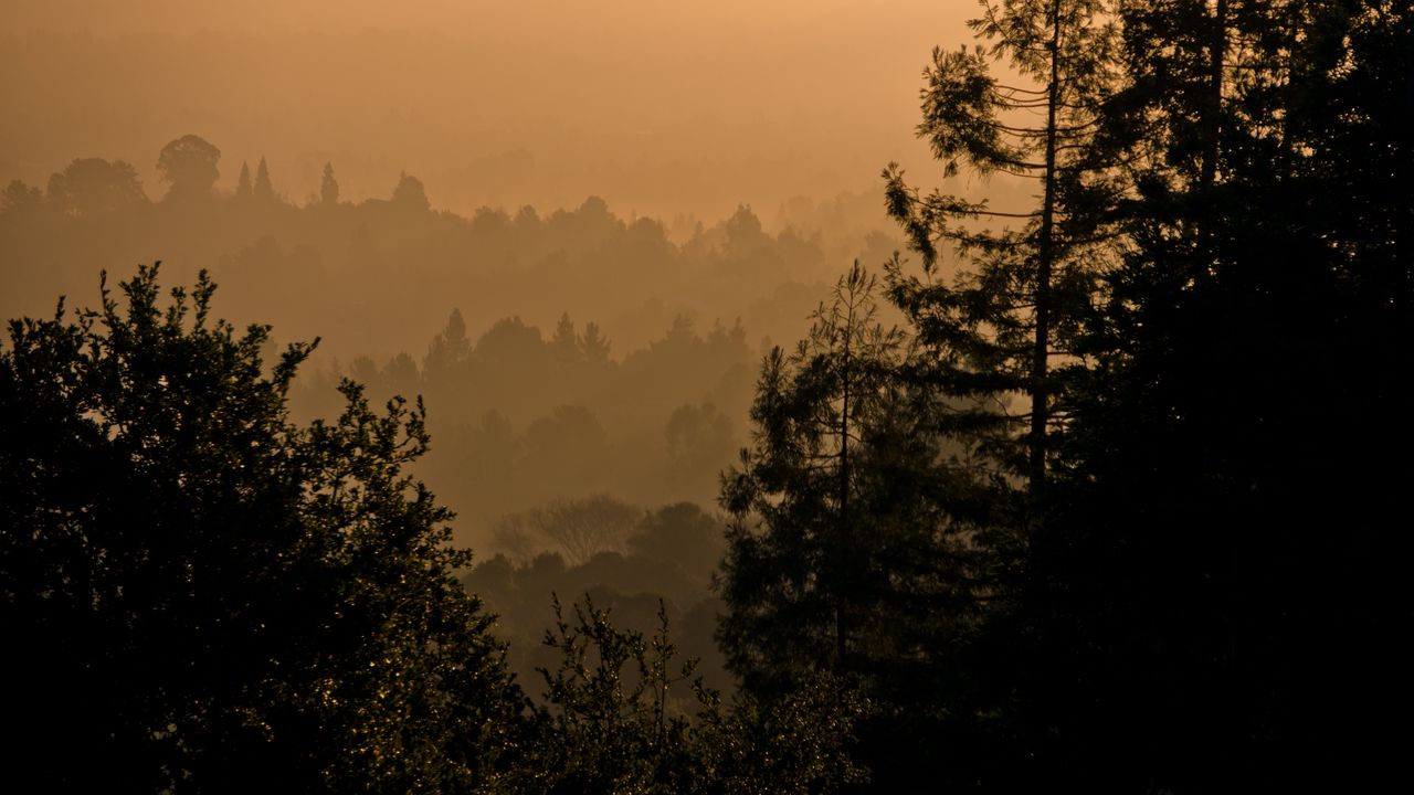 Wallpaper trees, fog, forest, nature