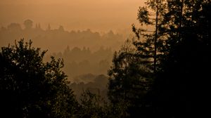 Preview wallpaper trees, fog, forest, nature