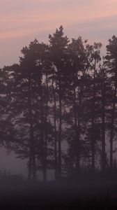 Preview wallpaper trees, fog, forest, twilight