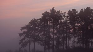 Preview wallpaper trees, fog, forest, twilight