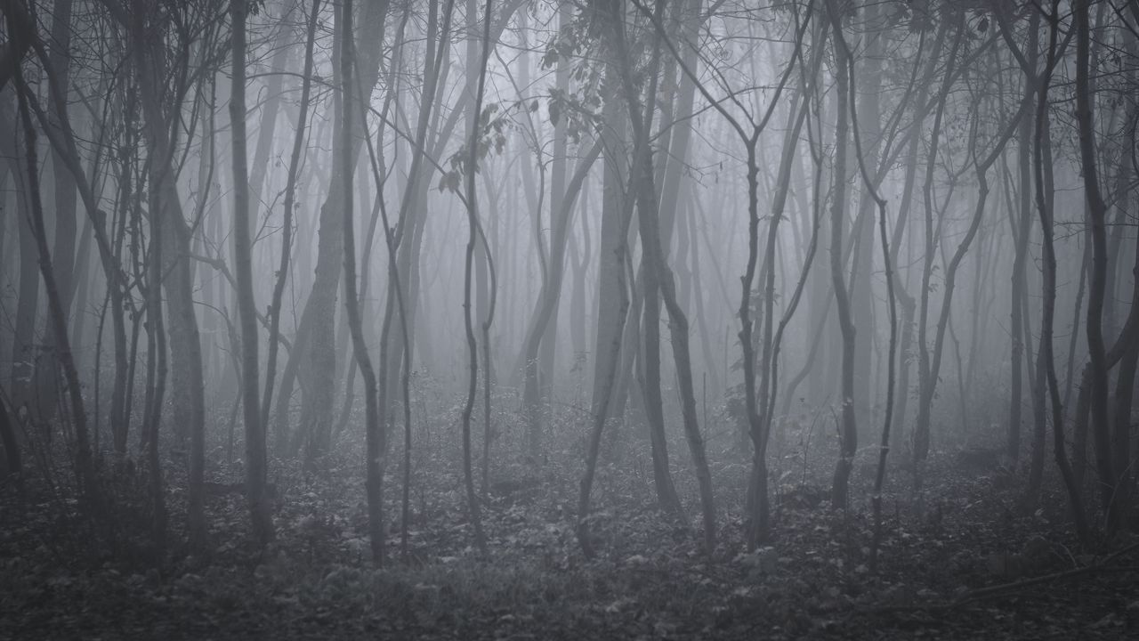 Wallpaper trees, fog, forest, landscape