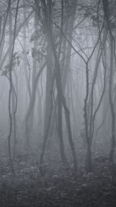 Preview wallpaper trees, fog, forest, landscape