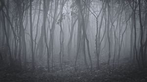 Preview wallpaper trees, fog, forest, landscape