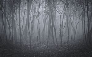 Preview wallpaper trees, fog, forest, landscape