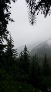 Preview wallpaper trees, fog, forest, mountains