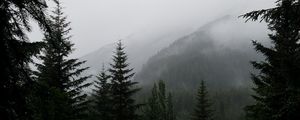 Preview wallpaper trees, fog, forest, mountains