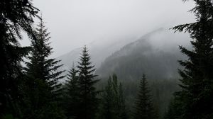 Preview wallpaper trees, fog, forest, mountains
