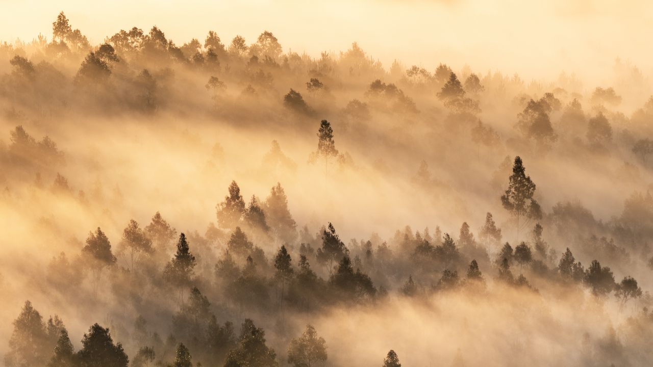 Wallpaper trees, fog, forest, landscape, nature