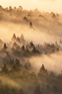 Preview wallpaper trees, fog, forest, landscape, nature