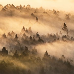 Preview wallpaper trees, fog, forest, landscape, nature