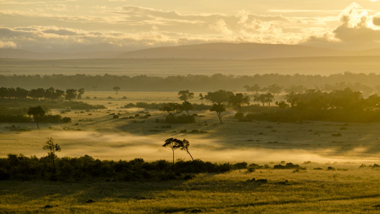 Wallpaper trees, fog, grass, field