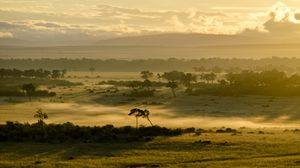 Preview wallpaper trees, fog, grass, field