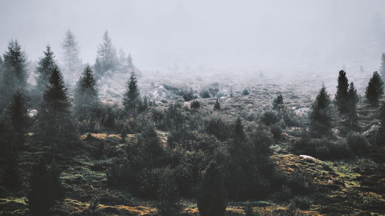 Wallpaper trees, fog, green, grass