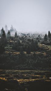 Preview wallpaper trees, fog, green, grass