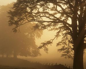 Preview wallpaper trees, fog, haze, fence