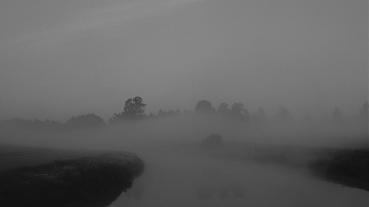 Wallpaper trees, fog, heavy, dark, nature