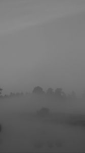 Preview wallpaper trees, fog, heavy, dark, nature