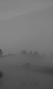 Preview wallpaper trees, fog, heavy, dark, nature