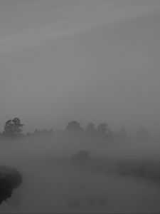 Preview wallpaper trees, fog, heavy, dark, nature