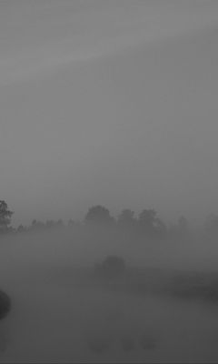 240x400 Wallpaper trees, fog, heavy, dark, nature