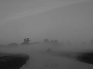 Preview wallpaper trees, fog, heavy, dark, nature