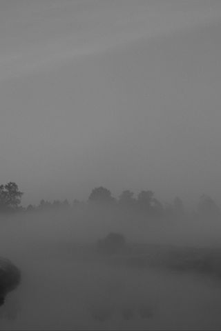 320x480 Wallpaper trees, fog, heavy, dark, nature